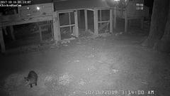 Opossum-ChickenRunCam.20171016_031400.jpg