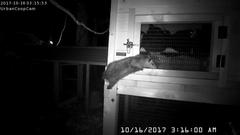 Opossum-UrbanCoopCam.20171016_031600.jpg