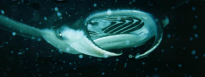 Giant Manta Ray on the Big Island in Hawaii